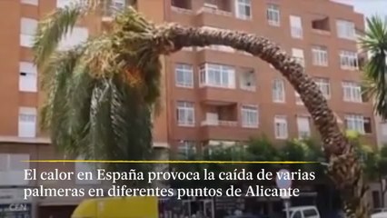 El calor en España provoca la caída de varias palmeras