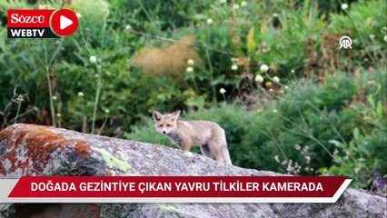 Dört tilki yavrusu doğada gezintiye çıktı
