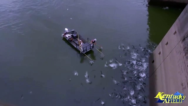 Pêcher la carpe à l'électricité : efficace et impressionnant