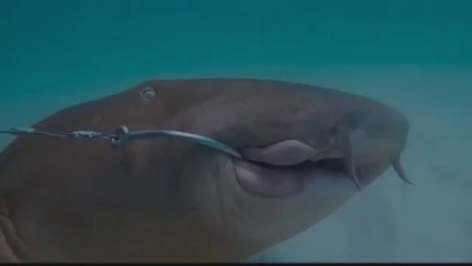 Moment diver rescues shark hooked to artificial reef in Florida