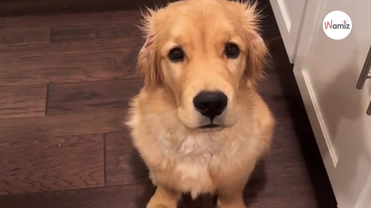 Watch: Golden transforms when it's dinner time and its absolutely hilarious