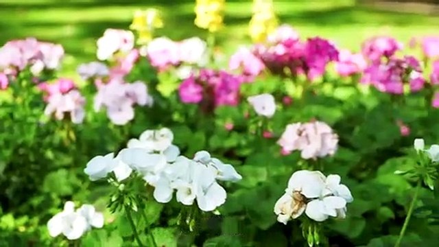 'Hive of Memories' launched at Peterborough crematorium