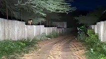 जयपुर में अपने तीन शावकों के साथ सड़क पर घूमने निकली मादा पैंथर, वीडियो हुआ वायरल
