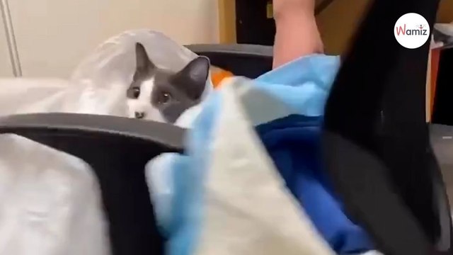 Watch: Cat's reaction to unusual vet treatment leaves everyone in stitches