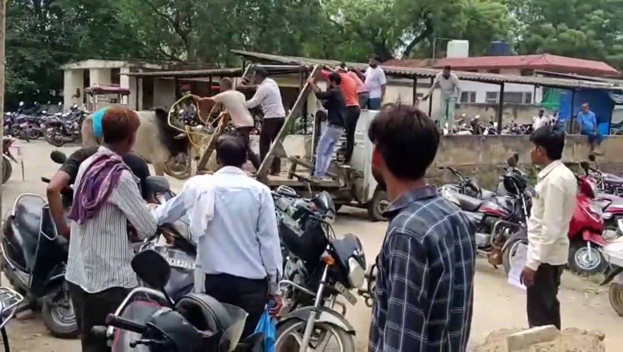 जिला अस्पताल  में घुसा सांड, नगर परिषद टीम ने ऐसे किया काबू