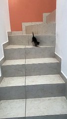 Kitten Hops Down the Stairs