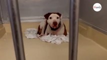 Shelter's saddest dog transforms when someone finally shows him love (video)