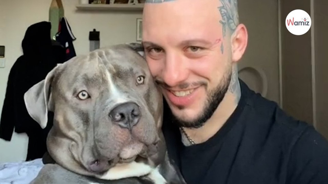 Owner teases American Bully: Dog's reaction becomes an internet hit (video)