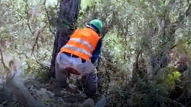 Akbelen'deki ağaçlar katliamı kameraya böyle yansıdı