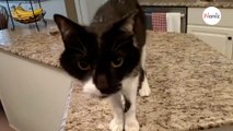 Man films his cat: People can't believe their ears when they hear his meow (video)