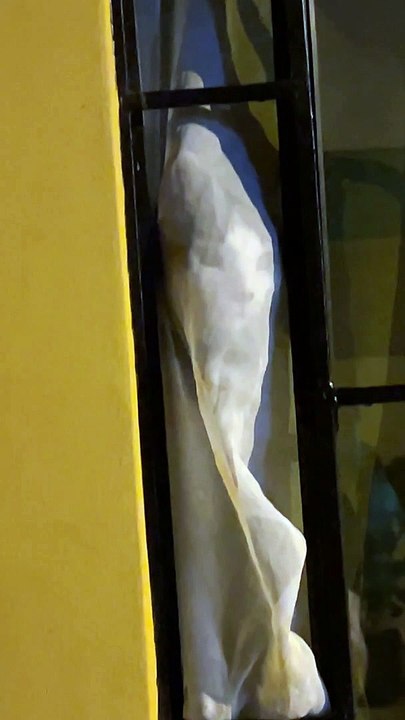 Cat Presses Face to Window Curtain