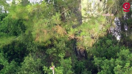 Akbelen Ormanlarındaki ağaç kesimi 4. gününde devam ediyor