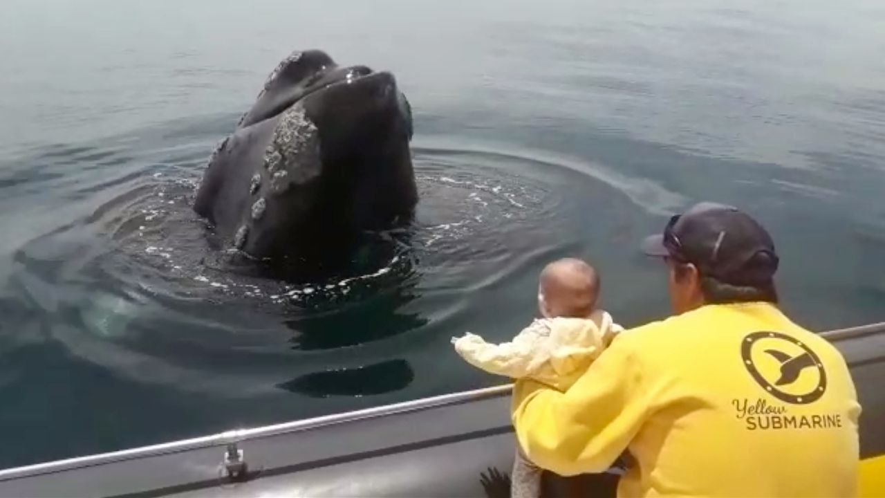 Whale Plays Peek A Boo With Baby | Wild-ish TV