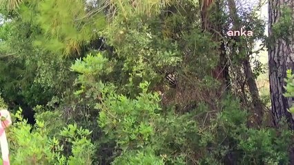 L'abattage d'arbres dans la forêt d'Akbelen se poursuit pour son quatrième jour