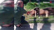 Sıcaklarda örnek hareket! Sokak köpeği ikram edilen dondurmayı geri çevirmedi