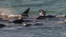 Sacrifican a las 46 ballenas que permanecían varadas en una playa de Australia