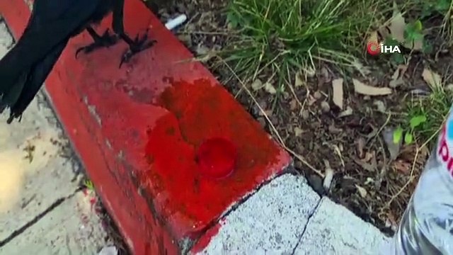 Sıcaktan bunalan kargaya böyle su içirdi