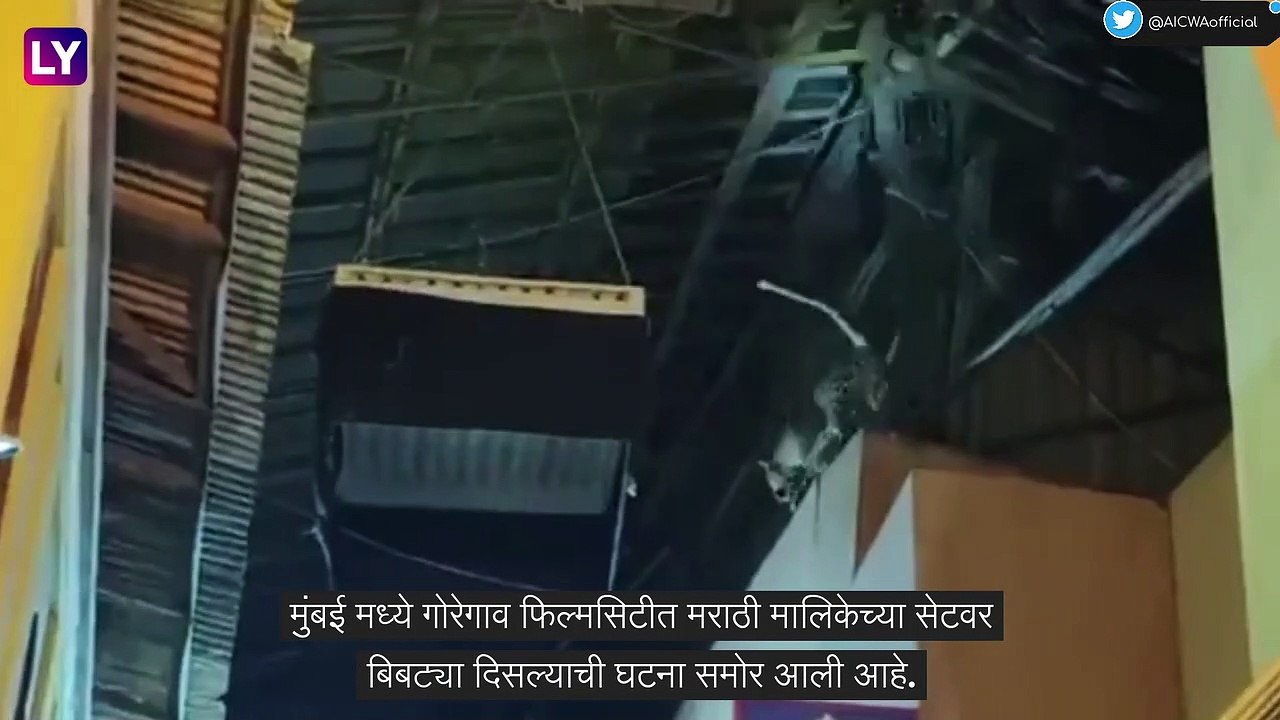 Goregaon: गोरेगाव फिल्मसिटीमध्ये मराठी मालिकेच्या सेटवरबछड्यासह बिबट्या घुसला (Watch Video)