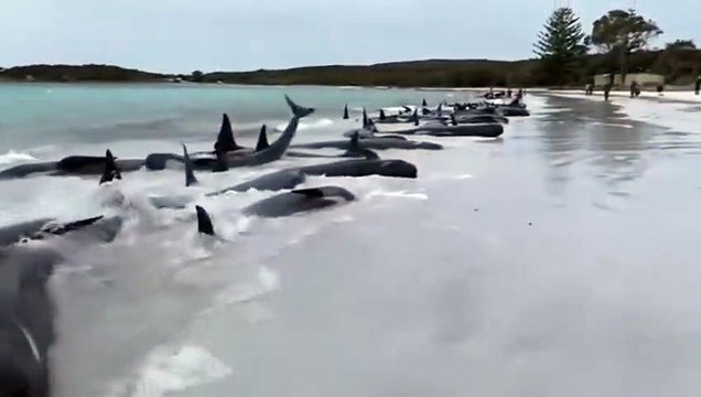 Mueren las 97 ballenas pilotos varadas en el oeste de Australia