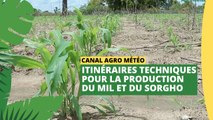 Canal Agro Météo :  Itinéraires techniques pour la production du mil et sorgho