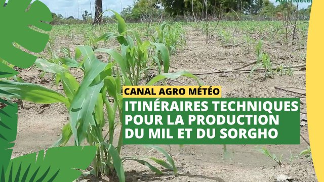 Canal Agro Météo : Itinéraires techniques pour la production du mil et sorgho
