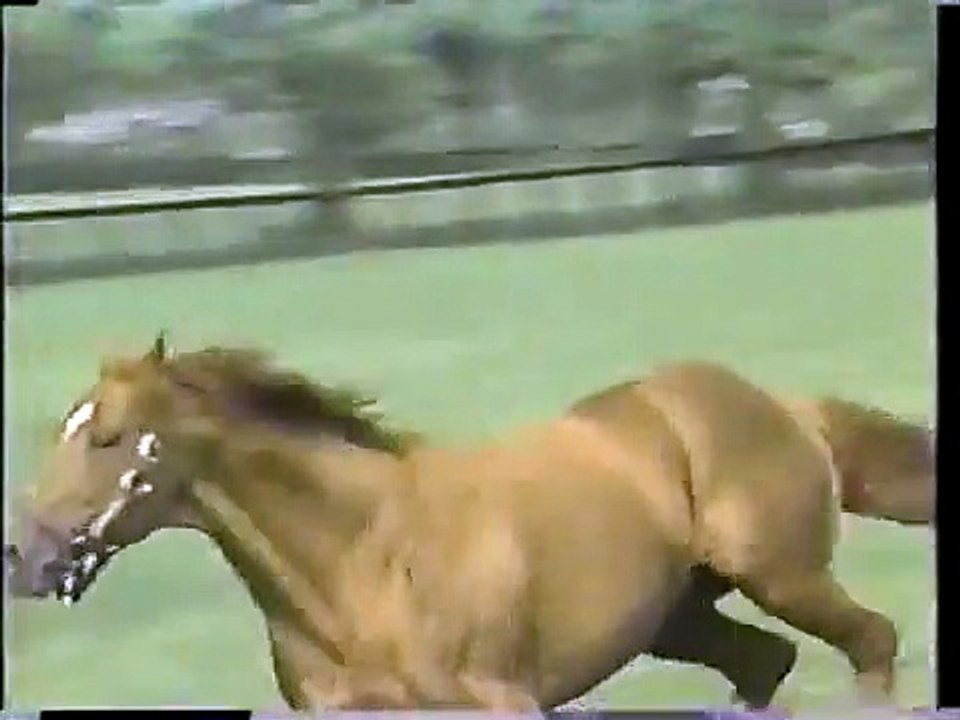 SECRETARIAT Running From Within HD