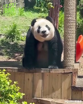 4 nàng công chúa giới pandabiz: Fubao từ khi sinh ra chưa một ngày không báo, Phi Vân dùng nhan sắc và cú đấm thép chống lại mọi thế lực bôi đen | Điện Ảnh Net