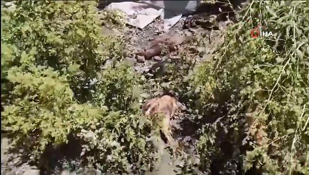 50 poulets tués par des chiens errants