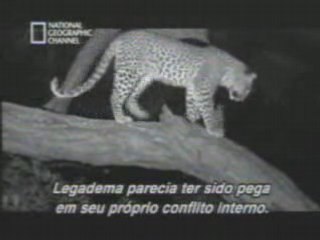 Leopardo hembra adopta babuino.