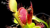 Scientists Finally Figure Out How a Venus Fly Trap Claps Its Jaws and Discover Another Mysterious Trait of the Carnivorous Plants