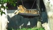 Critically-endangered Sumatran tiger cubs enjoy playtime on swing at London zoo