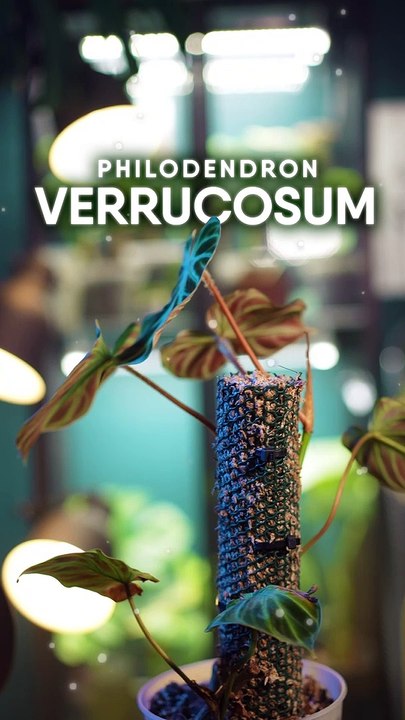 Le philodendron verrucosum vous connaissez ? 