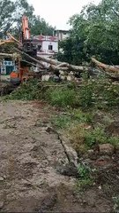 पुराने बड़े बरगद के पेड़ काटे