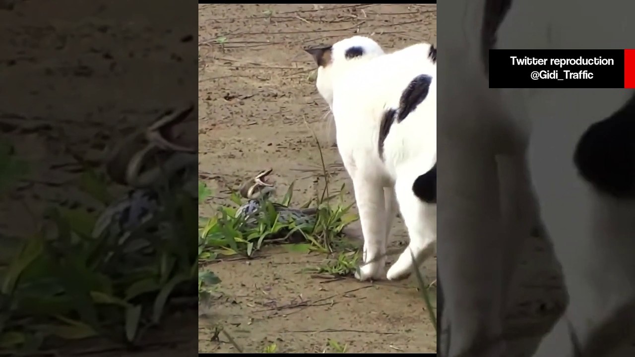 Em vídeo tenso gato e cobra fazem duelo de vida ou morte