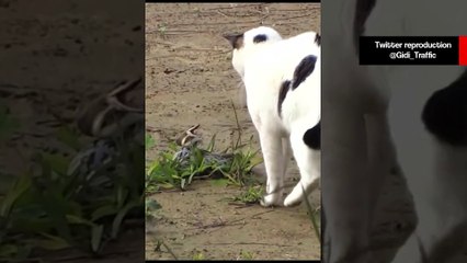 Em vídeo tenso gato e cobra fazem duelo de vida ou morte