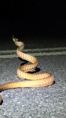 #बोलती हुई#गुफा में शेर#hindi# kahani#shorts #viral#vidio #story #statusvideo #trending