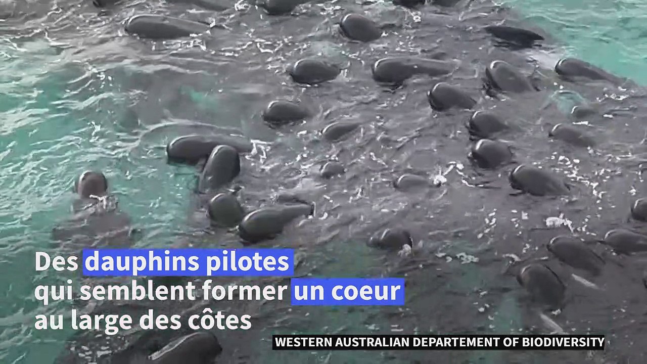 Australie : 51 dauphins pilotes morts après s'être échoués