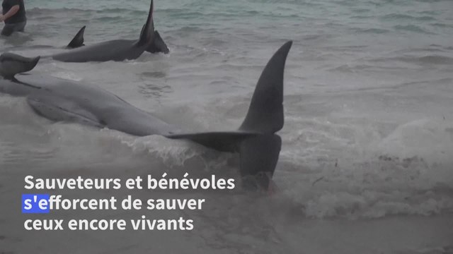 Australie : 51 dauphins pilotes morts après s'être échoués