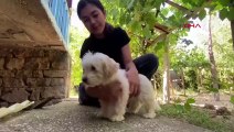 Köpeğini Bulana 10 Bin TL Ödül İlanı Sayesinde Kayıp Köpek Bulundu