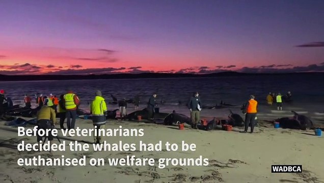 Pilot whales form heart shape before mass stranding in Australia