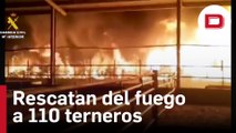 Consiguen rescatar a 110 terneros de un incendio en una granja de Huesca