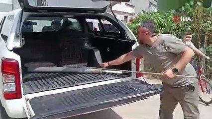 Evin mutfağındaki maymun böyle yakalandı