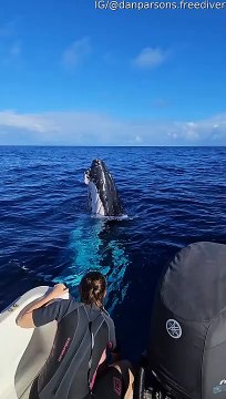 Rencontre rapprochée avec une baleine à bosse