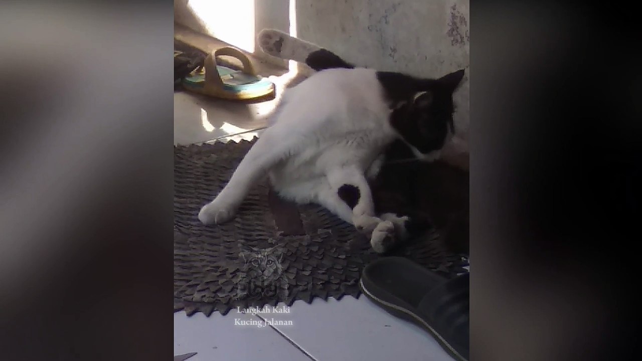 Discover the Real Reason Why Cats Constantly Lick Their Fur! Video