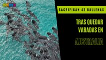 Sacrifican 43 ballenas tras quedar varadas en playa de Australia