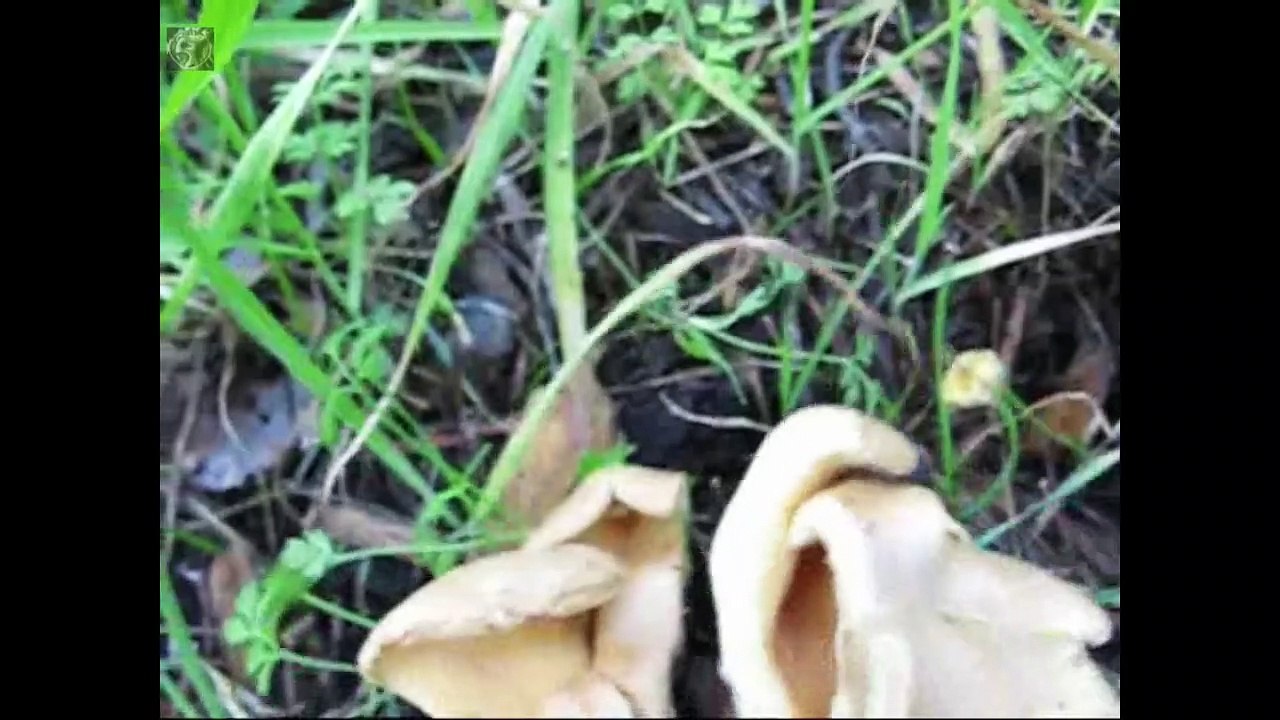 Paxillus panuoides. Champimaginatis. English Text