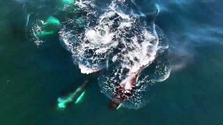 Cá voi sát thủ Orca săn sư tử biển FULL