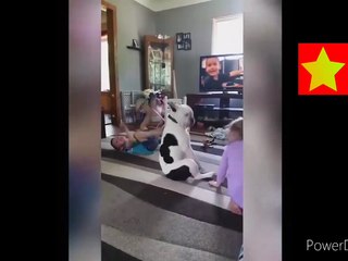 Best Funny Animal Videos Of The 2023 /Funniest Cats And Dogs Videos  Fun
