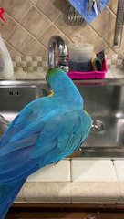Le perroquet n'aime que l'eau la plus fraîche