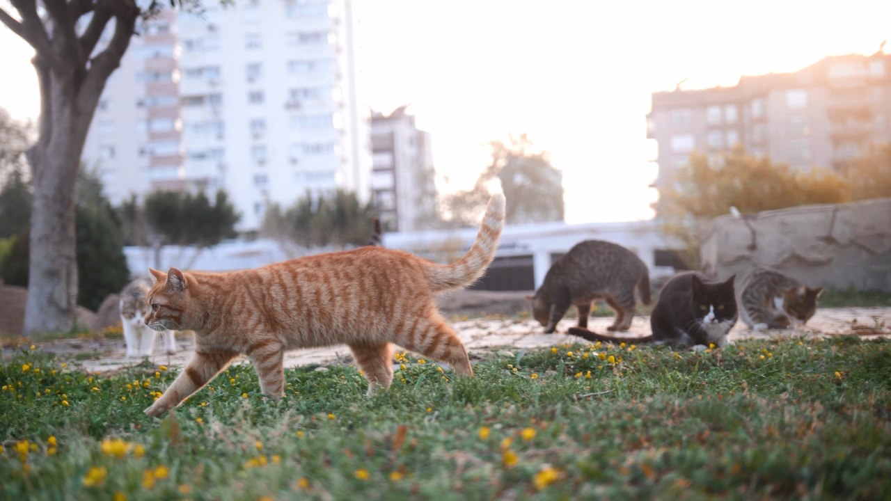 Bristol July 27 Headlines: The local RSPCA release worrying statistics about cat cruelty in bristol